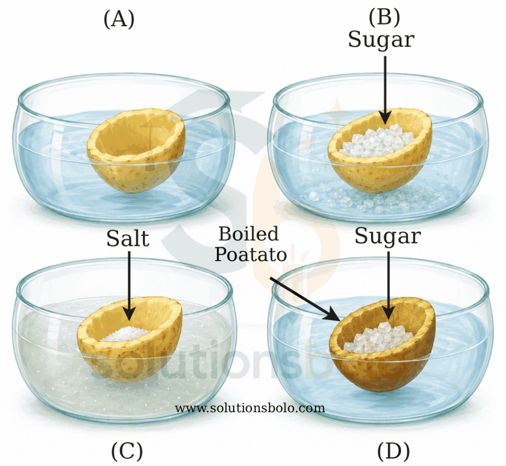Class 9 Science Exploration Chapter 2 Four Peeled Potato Experiment Figure 2.22
