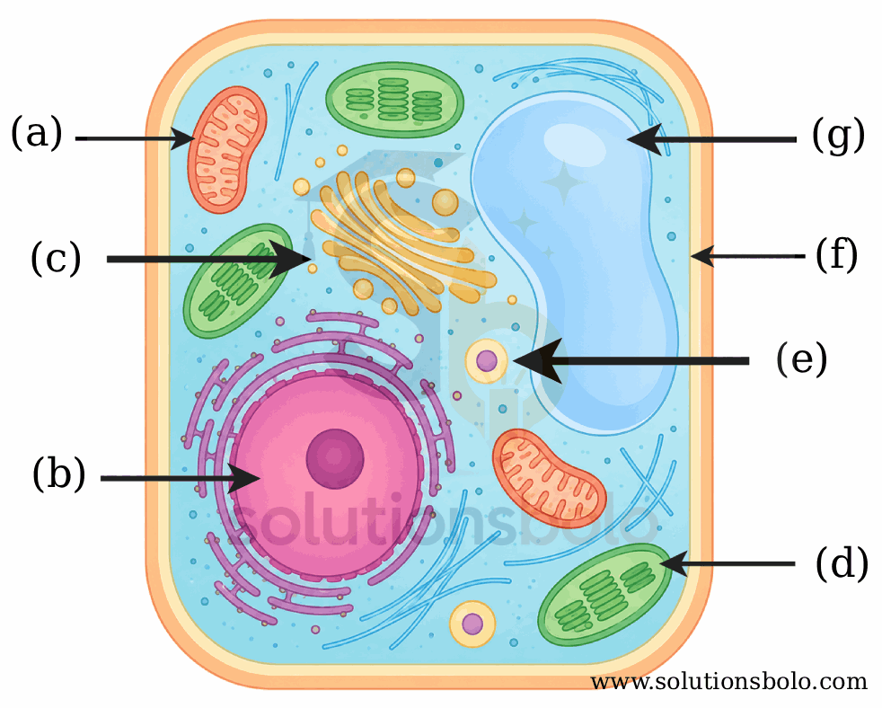 Class 9 Science Chapter 2 Plant Cell Diagram Figure 2.20