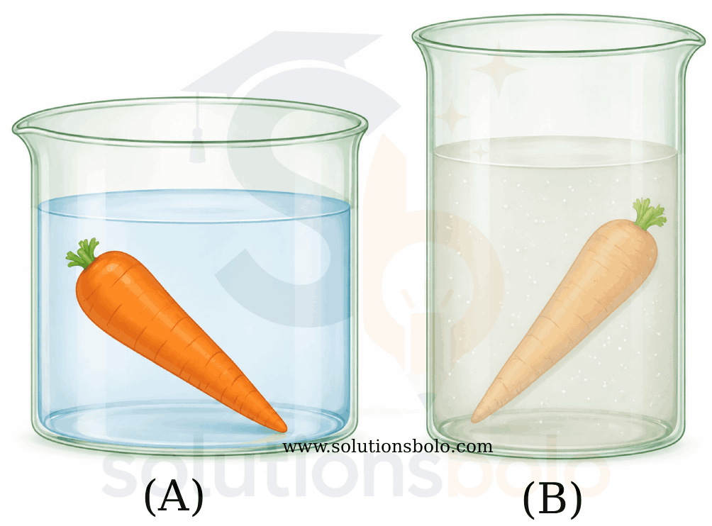 Class 9 Science Exploration Chapter 2 Two Carrots Experiment Figure 2.21